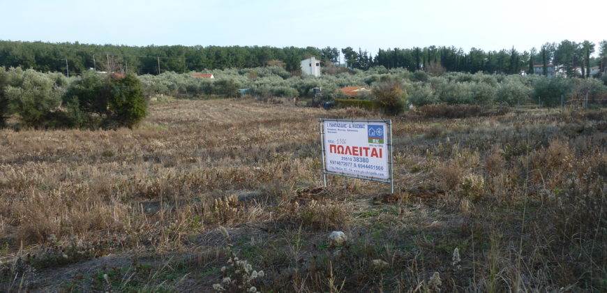 Αγροτεμάχιο 4.036 Μ2 προς Πώληση. ΤΙΜΗ ΕΥΚΑΙΡΙΑΣ.