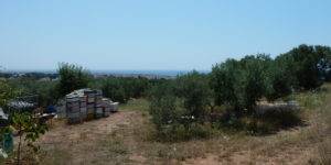 Αλεξ/πολη. Αγροτεμάχιο – Πώληση. ΕΥΚΑΙΡΙΑ.