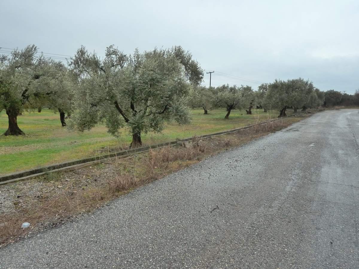 Πώληση Αγροτεμαχίων. 9ο χλμ. Αλεξ/πολης – Μάκρης.
