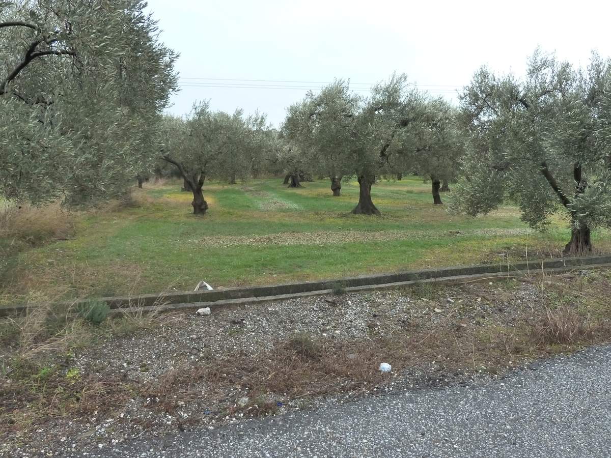 Πώληση Αγροτεμαχίων. 9ο χλμ. Αλεξ/πολης – Μάκρης.