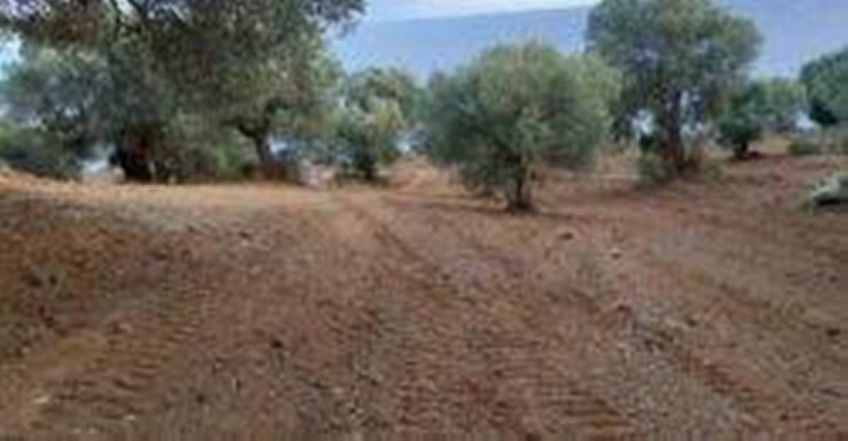 Αγ. Παρασκευή Κασσάνδρας-Χαλκιδική. Πώληση Αγροτεμαχίου.