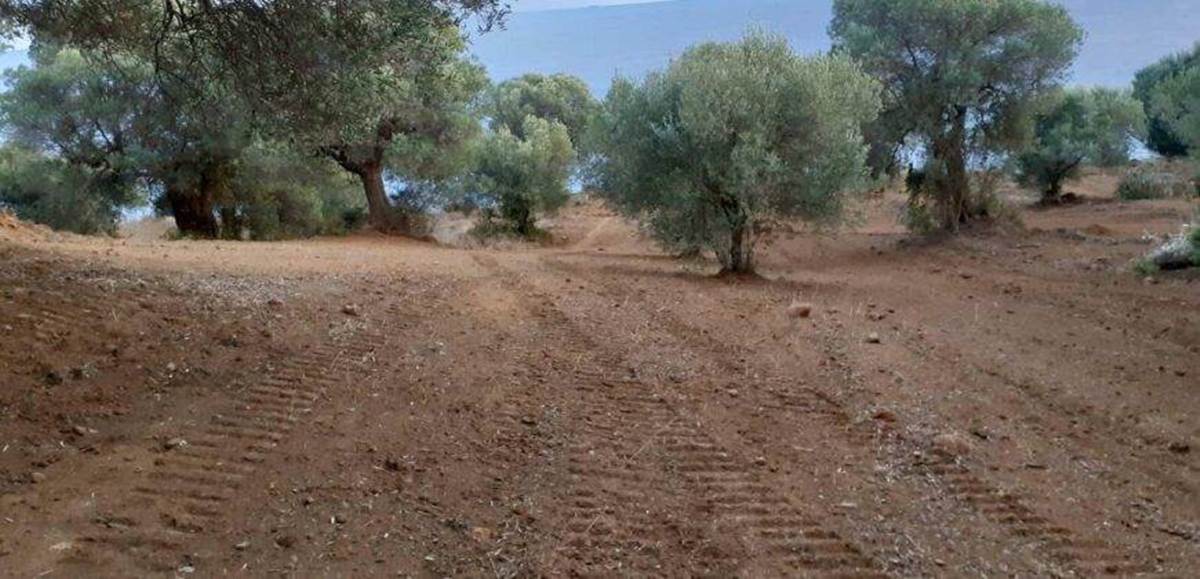 Αγ. Παρασκευή Κασσάνδρας-Χαλκιδική. Πώληση Αγροτεμαχίου.