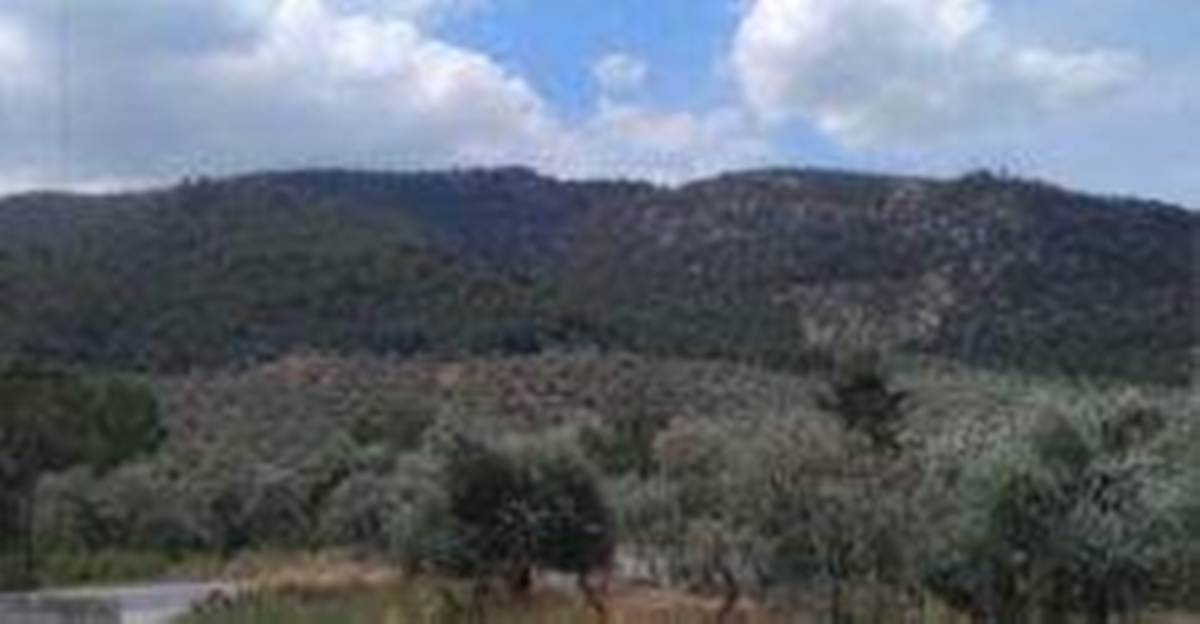 Ραχώνι Θάσου. Πώληση Αγροτεμαχίου/Ελαιώνα  43.000 Μ2.