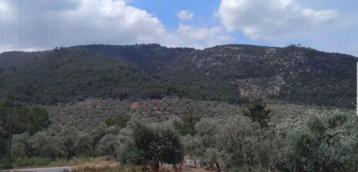 Ραχώνι Θάσου. Πώληση Αγροτεμαχίου/Ελαιώνα  43.000 Μ2.