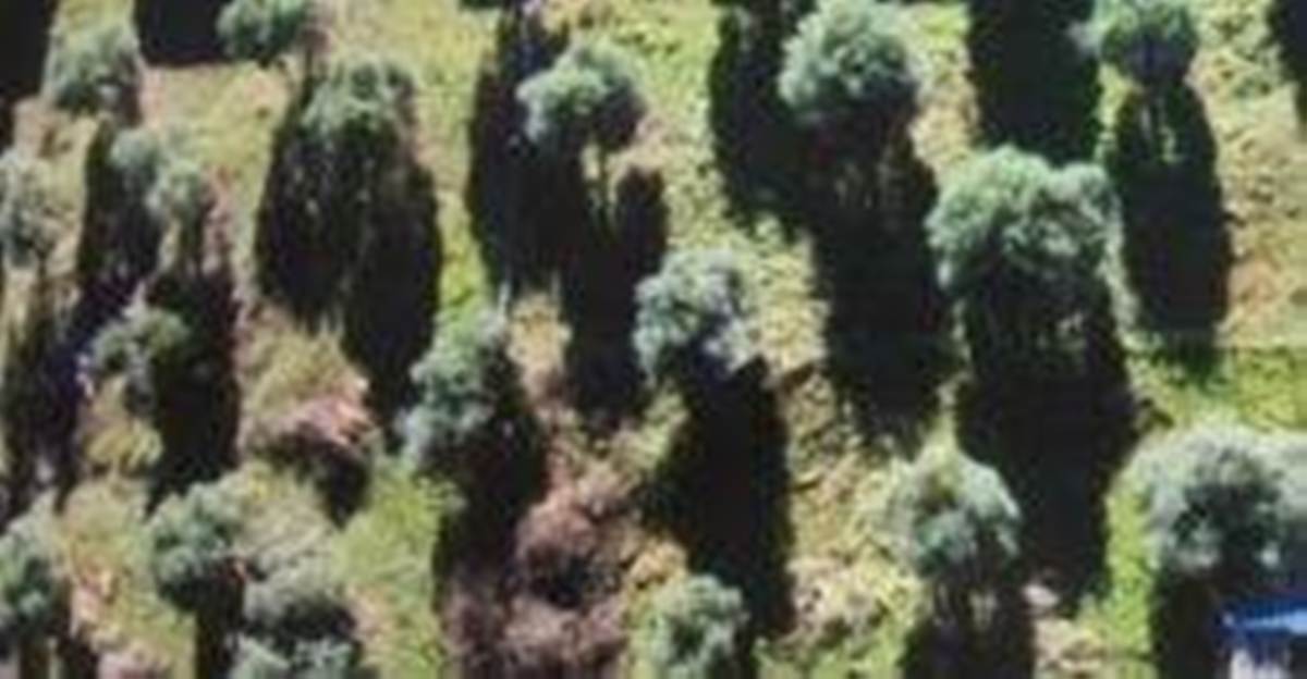 Ποτός Θάσου. Πώληση Οικοπέδου 400 Μ2.