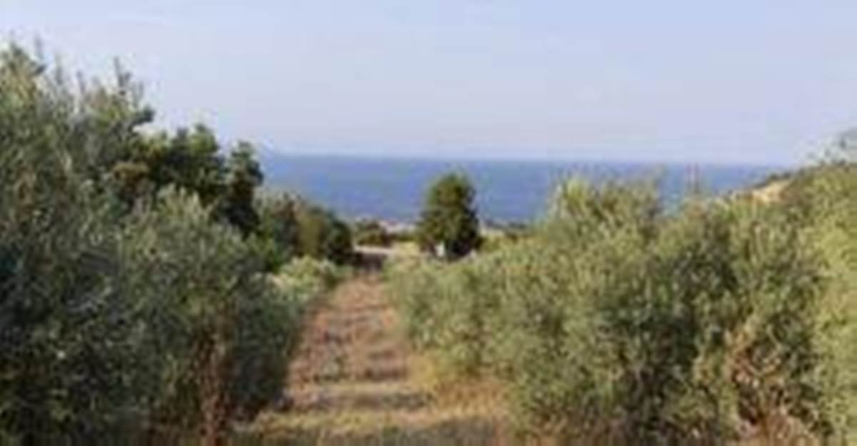 Ιερισσός Χαλκιδικής. Πώληση Αγροτεμαχίου 10.000 Μ2.