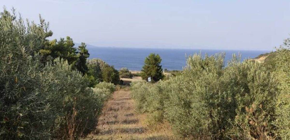 Ιερισσός Χαλκιδικής. Πώληση Αγροτεμαχίου 10.000 Μ2.