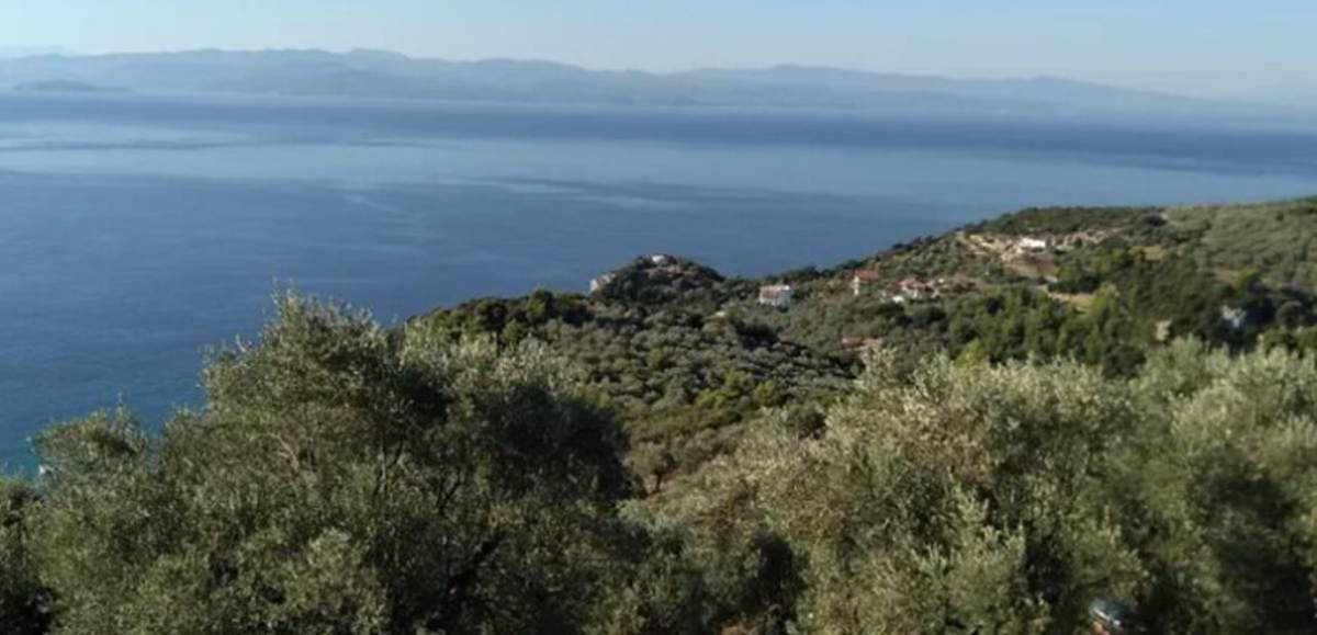 Πλατανιά Πηλίου. Πώληση Αγροτεμαχίου 65.000 Μ2.