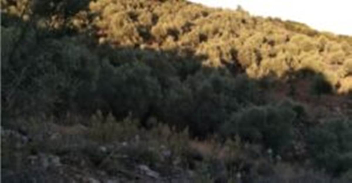 Πήλιο Καστρί. Πώληση Αγροτεμάχιου 33.000 Μ2.