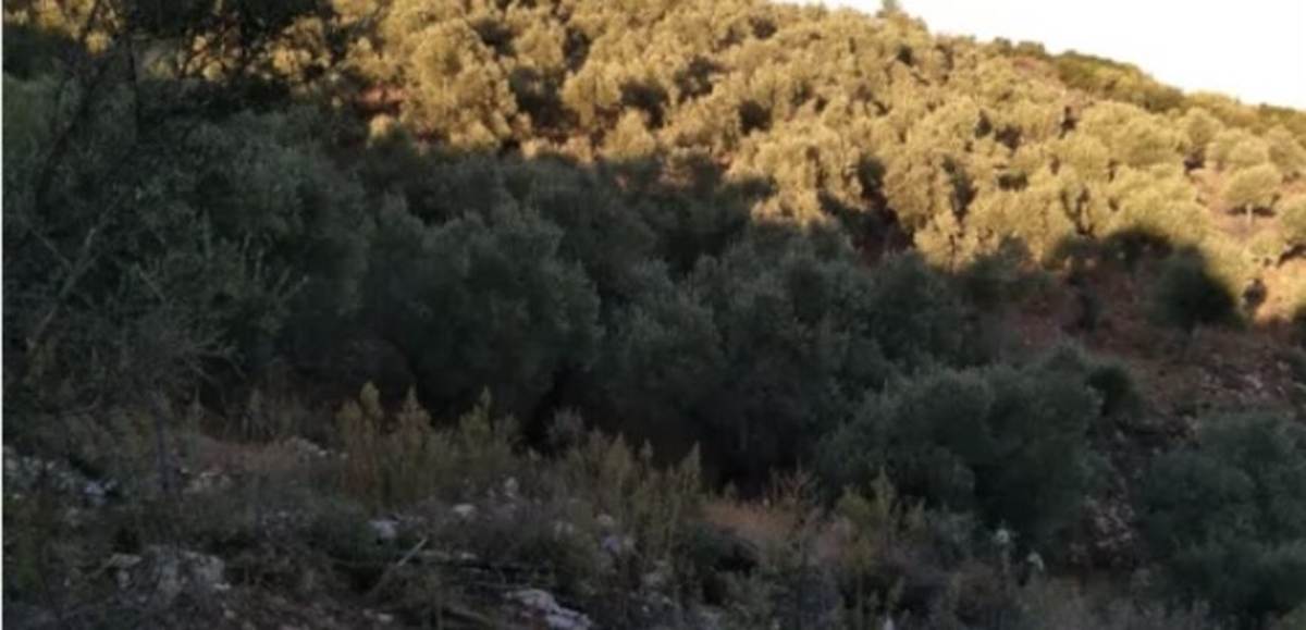 Πήλιο Καστρί. Πώληση Αγροτεμάχιου 33.000 Μ2.