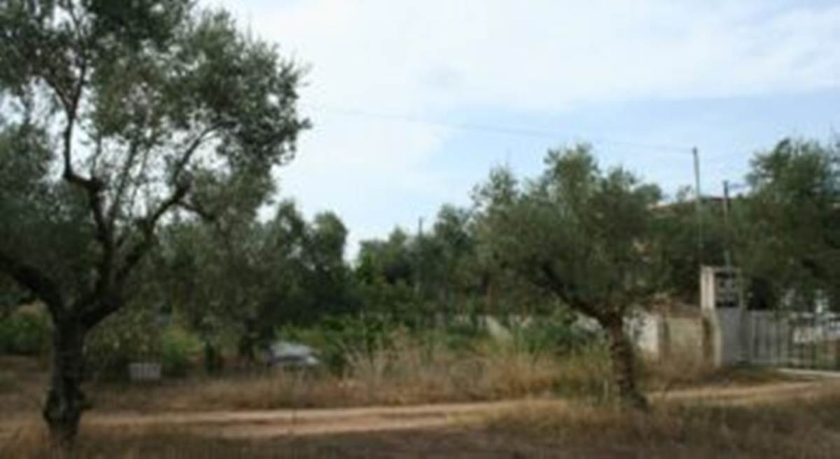 Αριοχώρι Καλαμάτα. Πώληση Οικοπέδου 2.800 Μ2.