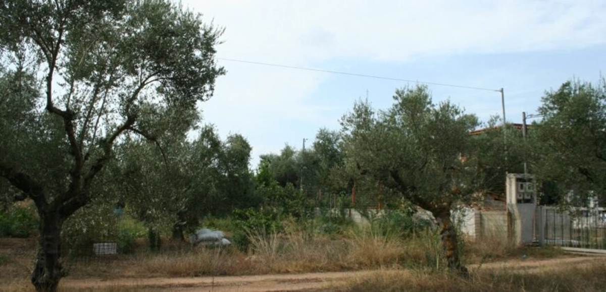 Αριοχώρι Καλαμάτα. Πώληση Οικοπέδου 2.800 Μ2.