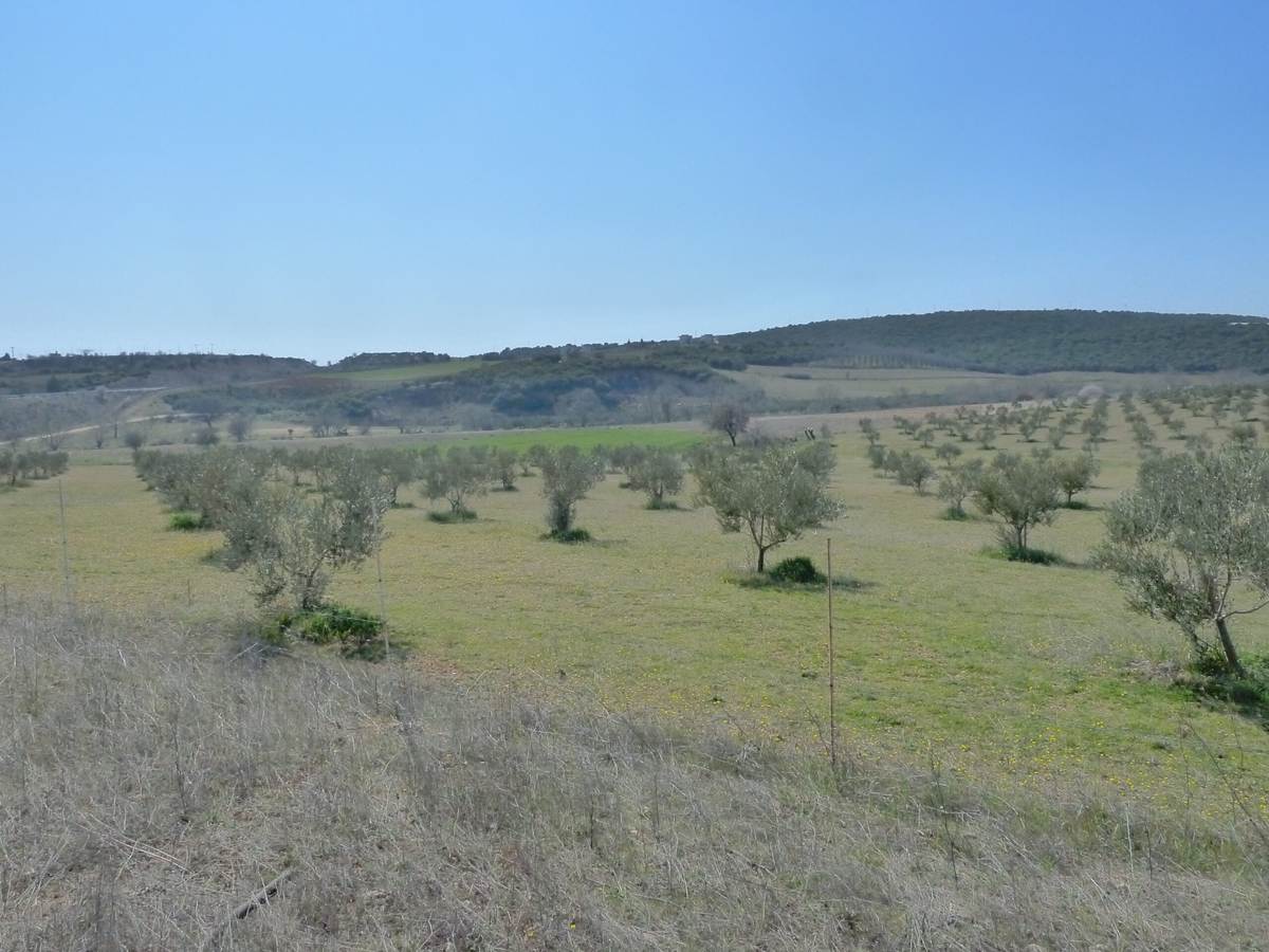 Αλεξ/πολη. Πώληση Αγροτεμαχίου 7.800 Μ2.