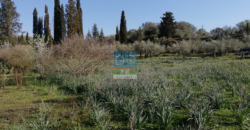 Κέρκυρα. Πώληση Οικοπέδου 13.000 Μ2.