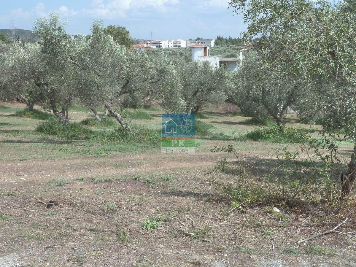 Αλεξ/πολη, Φοίνικας. Πώληση Αγροτεμαχίου 1.000 Μ2. ΕΥΚΑΙΡΙΑ.